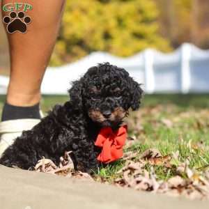 Paxton, Cavapoo Puppy